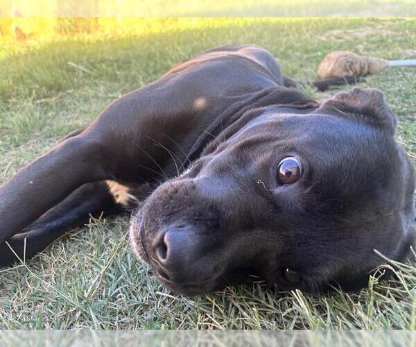 Medium Photo #1 Labrador Retriever-Unknown Mix Puppy For Sale in San Antonio, TX, USA