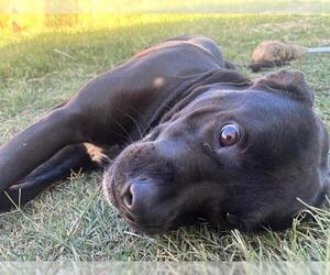 Labrador Retriever-Unknown Mix Dogs for adoption in San Antonio, TX, USA