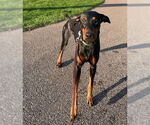 Small #1 Doberman Pinscher