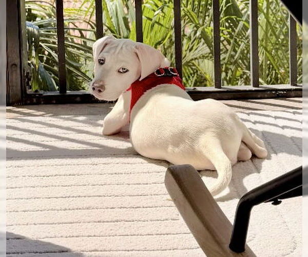 Medium Photo #1 Labrador Retriever-Unknown Mix Puppy For Sale in Royal Palm Beach, FL, USA