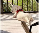 Small Labrador Retriever Mix
