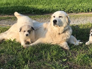 Mother of the Great Pyrenees puppies born on 03/14/2018