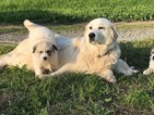 Small Photo #1 Great Pyrenees Puppy For Sale in CHRISTIANA, TN, USA