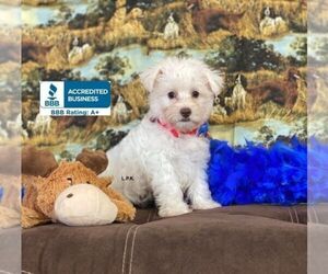 Schnoodle (Miniature) Puppy for sale in WINNSBORO, LA, USA