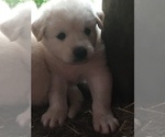 Small Photo #2 Akbash Dog-Great Pyrenees Mix Puppy For Sale in EL DORADO, KS, USA
