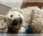 Small #22 Great Pyrenees