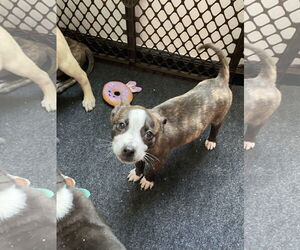 Bella - Female American Staffordshire Terrier-German Shepherd Dog Mix Dog for Adoption - Photo #25