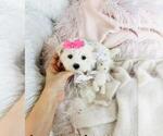 Small #6 Maltese