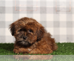 Small #3 ShihPoo
