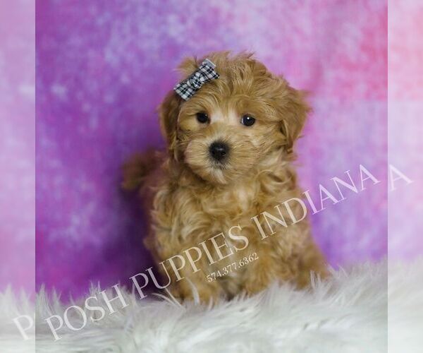 Medium Photo #118 Maltipoo (Miniature) Puppy For Sale in WARSAW, IN, USA