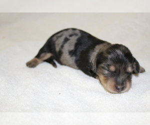 Dachshund Puppy for sale in BIG BEND, CO, USA