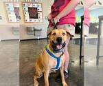 Small #1 Labrador Retriever Mix