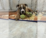 Small Boxer-Staffordshire Bull Terrier Mix