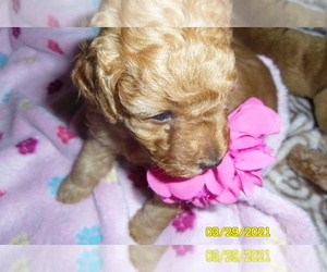 Poodle (Toy) Puppy for sale in DULUTH, GA, USA