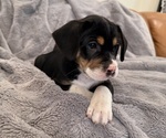Small Photo #30 Bernedoodle-French Bulldog Mix Puppy For Sale in EL DORADO HILLS, CA, USA