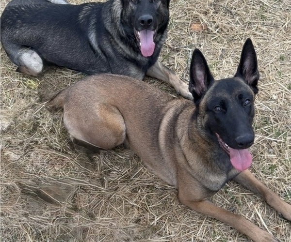 Medium Photo #1 German Malinois Puppy For Sale in FREDERICKSBURG, VA, USA