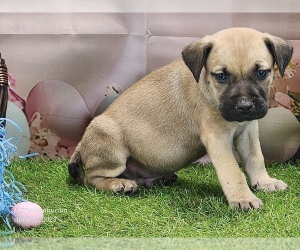 Medium Photo #1 Catahoula Leopard Dog Puppy For Sale in CUMBY, TX, USA