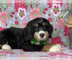 Small Photo #2 Bernedoodle (Miniature) Puppy For Sale in LANCASTER, PA, USA