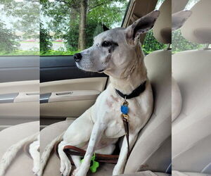 Mrs. Moose - Female Mutt Dog for Adoption - Photo #11