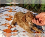 Small #17 Poodle (Toy)