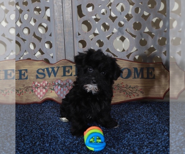 Medium Photo #3 YorkiePoo Puppy For Sale in MOUNT VERNON, OH, USA