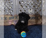 Small #2 YorkiePoo