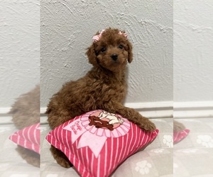 Cavapoo Puppy for sale in SAN DIEGO, CA, USA