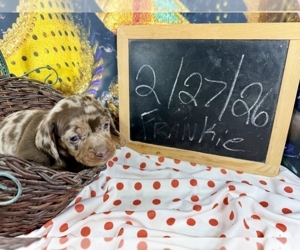 Medium Photo #19 Dachshund Puppy For Sale in CASSVILLE, MO, USA