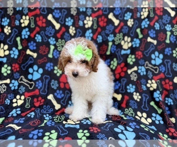 Medium Photo #4 Poodle (Miniature) Puppy For Sale in LAKELAND, FL, USA