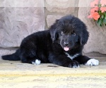 Small #4 Newfoundland