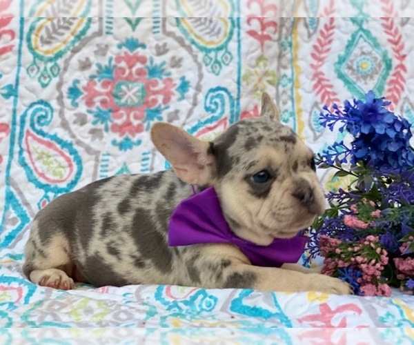 Medium Photo #2 French Bulldog Puppy For Sale in HONEY BROOK, PA, USA