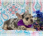 Small Photo #2 French Bulldog Puppy For Sale in HONEY BROOK, PA, USA