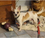 Small Chihuahua