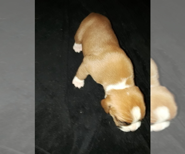 Medium Photo #3 Bulloxer Puppy For Sale in MARICOPA, AZ, USA