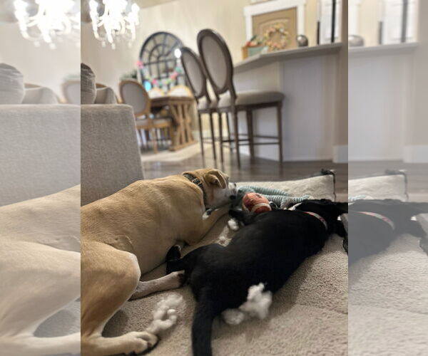 Medium Photo #4 Labrador Retriever-Unknown Mix Puppy For Sale in Sandy, UT, USA