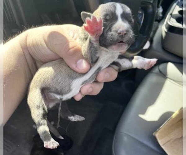 Medium Photo #2 Siberian Husky-Unknown Mix Puppy For Sale in Houston, TX, USA