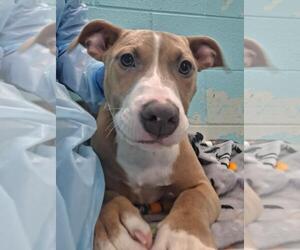 Mutt Dogs for adoption in Woodland, CA, USA