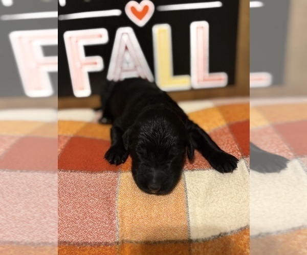 Medium Photo #31 Goldendoodle Puppy For Sale in RED OAK, TX, USA