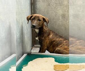 Labrador Retriever-Unknown Mix Dogs for adoption in Conroe, TX, USA