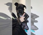 Small #1 Mutt