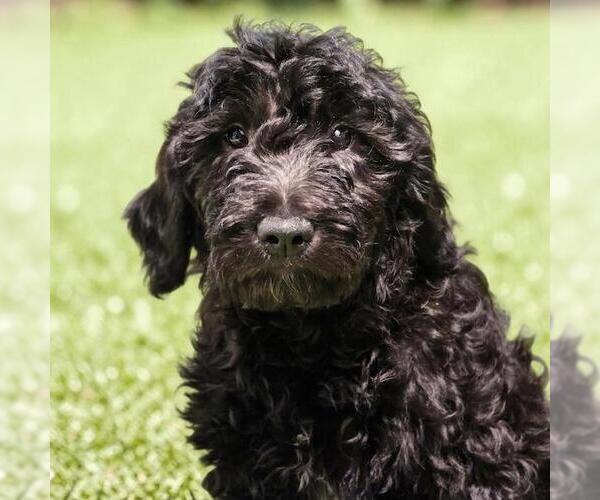 Medium Photo #1 Goldendoodle Puppy For Sale in San Diego, CA, USA