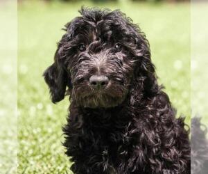 Goldendoodle Dogs for adoption in San Diego, CA, USA