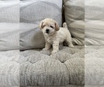Small Photo #61 Bichpoo Puppy For Sale in NORTH PORT, FL, USA