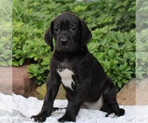 Great Dane Puppy for sale in LITITZ, PA, USA