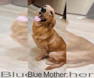 Mother of the Golden Retriever puppies born on 06/19/2022