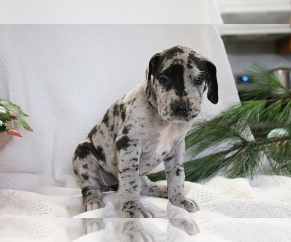 Medium Photo #3 Great Dane Puppy For Sale in SHILOH, OH, USA