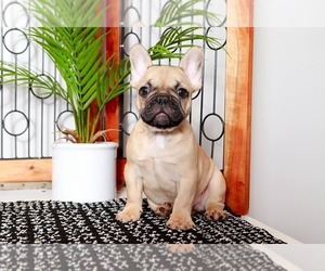 French Bulldog Puppy for sale in NAPLES, FL, USA