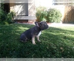 Small Photo #1 French Bulldog Puppy For Sale in SIMI VALLEY, CA, USA