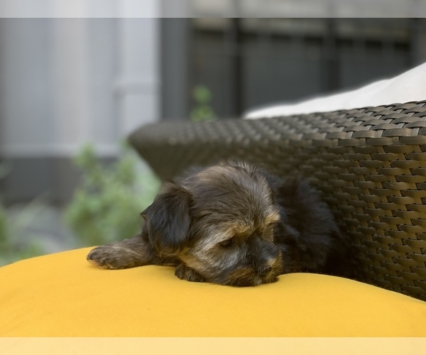 Medium Photo #1 Havashire Puppy For Sale in HOUSTON, TX, USA