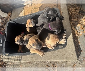 Boerboel Litter for sale in NORFOLK, VA, USA